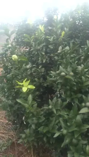 100% Organic High Concentrated Fulvic Acid NPK Liquid 